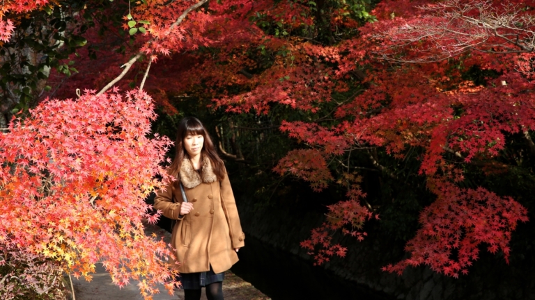 最美賞楓聖地-京都琉璃光院 今年起改抽籤入場