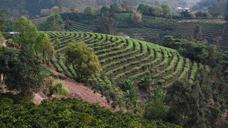 中國茶葉行業現倒閉潮 大量茶園拋荒