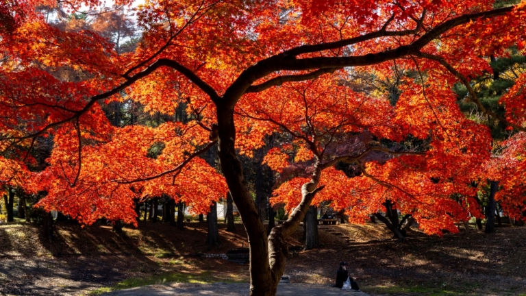 秋葉染紅紐約市 最佳賞楓地點時段一次看