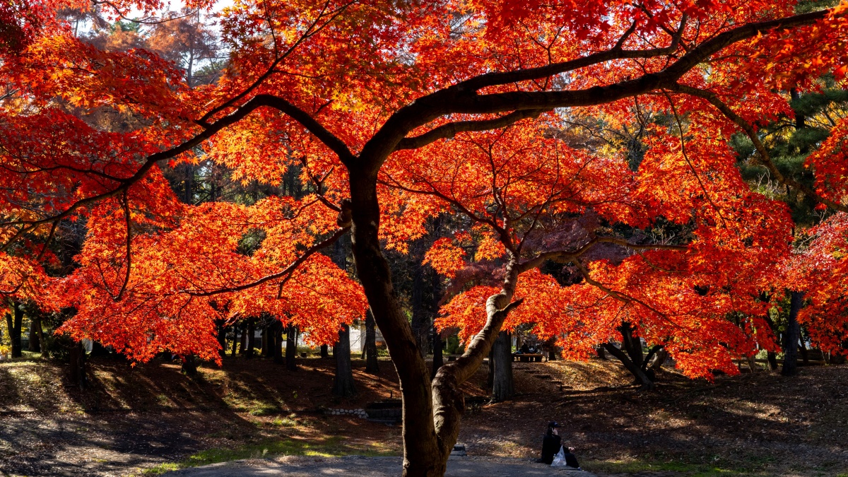 No.840 トリミングチョーカー 100本　紅葉 秋 楓 秋叶染红纽约市最佳赏枫地点时段一次看| 中央公园| 纽约州观光局| 金色