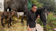 山东男买马奇遇：一觉醒来，一匹变两匹（视频）
