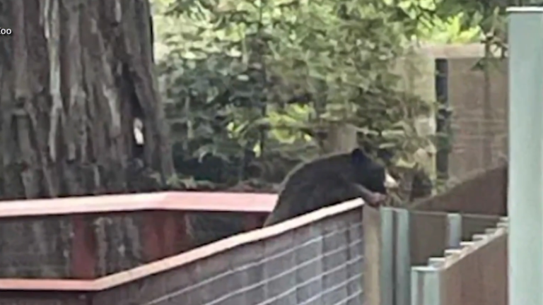 【輕鬆一刻】不速之客到訪加州動物園 園內熊很開心