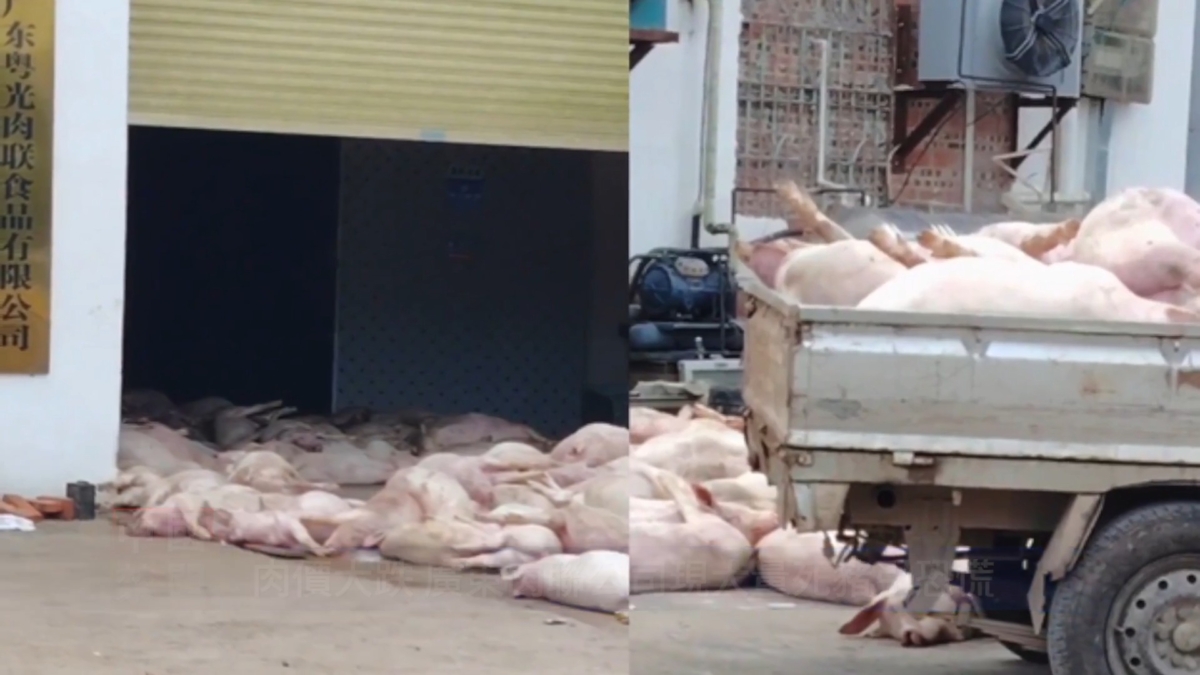 【禁闻】肉价大跌 广东肉联公司现大量死猪引恐慌