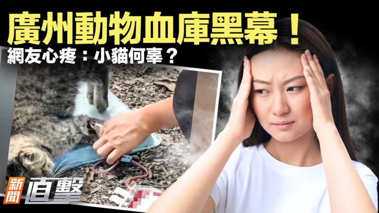 【新聞直擊】廣州動物血庫黑幕！網友心疼：小貓何辜？