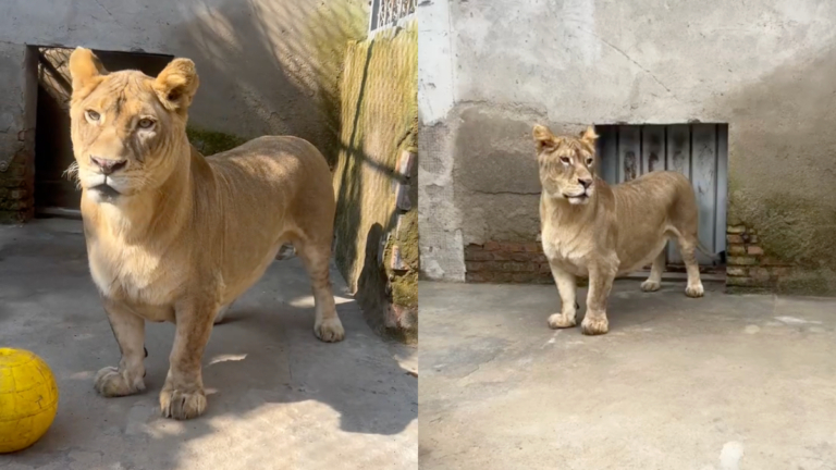 中國動物園罕見「柯基獅」 可愛卻受獅群排擠（視頻）