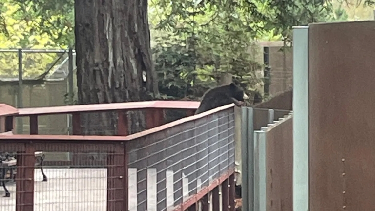 輕鬆一刻：不速之客到訪加州動物園 園內熊很開心