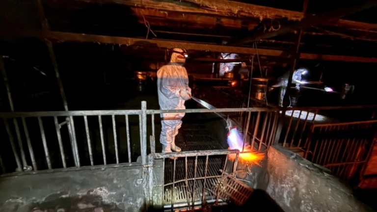 非洲豬瘟案場 台中豬農父子遭羈押禁見