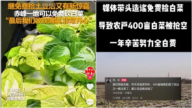 內蒙黨媒造謠白菜免費 致菜農400畝白菜被哄搶（視頻）  
