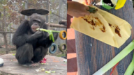 黑猩猩來山東「入鄉隨俗」 愛吃煎餅卷大蔥（視頻）