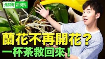 【健康新視界】蘭花怎樣才能年年開花？