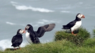 冰島人的獨特守護：在懸崖邊「拋」海鸚