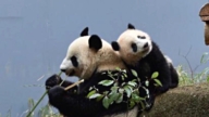 11月20日两岸扫描 日本最后两只外交熊猫 即将返回中国