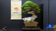 盆栽大觀展京都舉行 名木雲集盡展極致美學