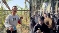 假偷变真偷 四川甘蔗“开心农场”老板诉苦（视频）