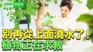【健康新视界】植物总是枯萎生病 其实是“浇水方式错了”