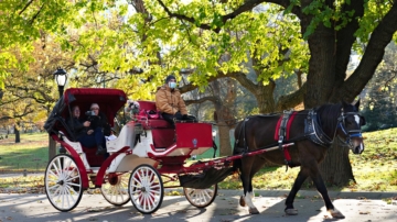 保护马儿还是保护传承？纽约中央公园马车禁令