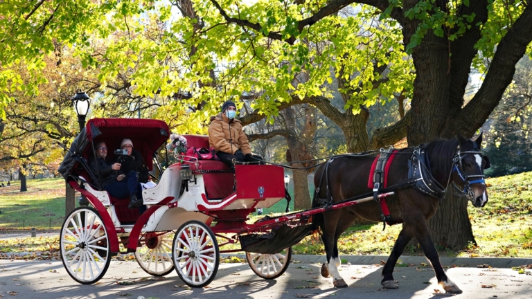 保護馬兒還是保護傳承？紐約中央公園馬車禁令