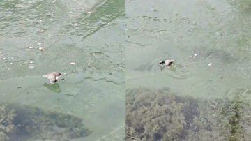 小鳥潛水捕魚 下水前還做熱身運動（視頻）