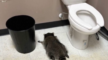 小浣熊夜闖威士忌酒店 酩酊大醉癱倒洗手間