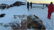 黑龍江13匹馬凍死在水庫冰面下 網友：太可憐了（視頻）