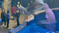 中國男子海洋館內抽菸 被白鯨噴水澆滅(視頻)
