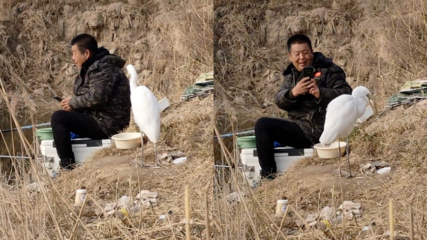 男子钓鱼偶遇“懂事”白鹭 不偷不抢 静等投喂（视频）