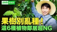 【健康新視界】果樹也有鄰里關係 別亂種！