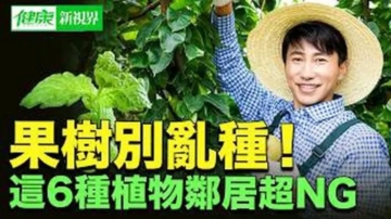 【健康新視界】果樹也有鄰里關係 別亂種！