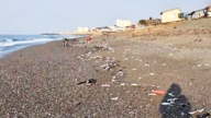 沙丁鱼搁浅日本海滩 网友曾提醒:地震前兆