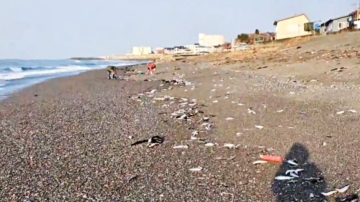 沙丁魚擱淺日本海灘 網友曾提醒：地震前兆