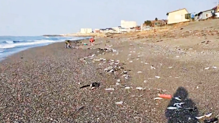 沙丁魚擱淺日本海灘 網友曾提醒：地震前兆