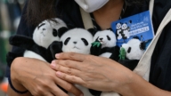日中关系紧张 上野公园一对熊猫将提早归还中国