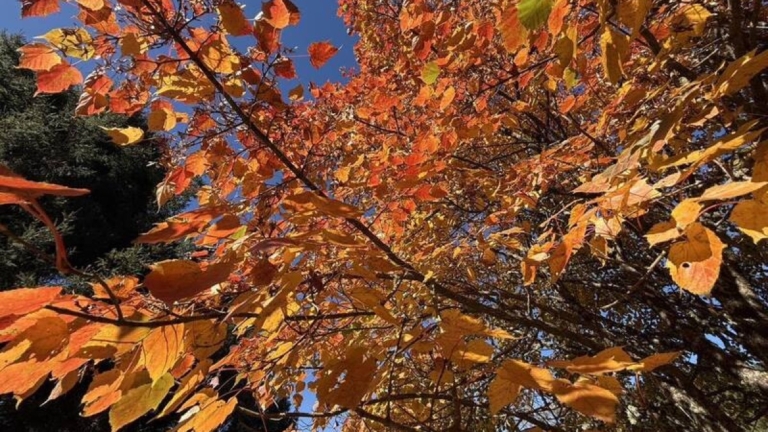 玉山塔塔加楓紅大爆發 沿途山坡染上繽紛色彩