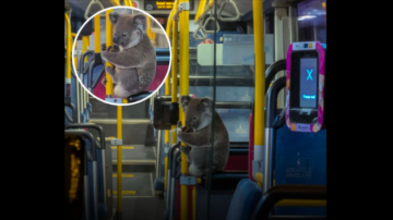 無尾熊也會搭公交！緊抱扶手 網友誇「守規矩」