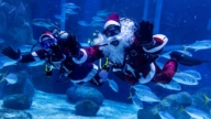 巴西水族館慶聖誕 聖誕老人與魚共舞