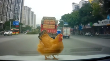 廣西女駕車遇「天賜良雞」 又驚又喜（視頻）