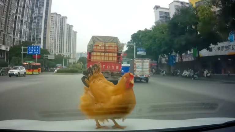 廣西女駕車遇「天賜良雞」 又驚又喜（視頻）