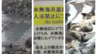大批沙丁魚屍沖上北海道海岸 露天溫泉被迫關閉