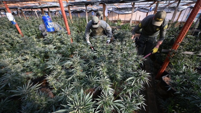 中共犯罪集團入侵大麻市場 疑與拉美販毒集團結盟