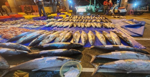 頂強風大浪出海 澎湖土魠魚豐收 拍賣市場引搶購