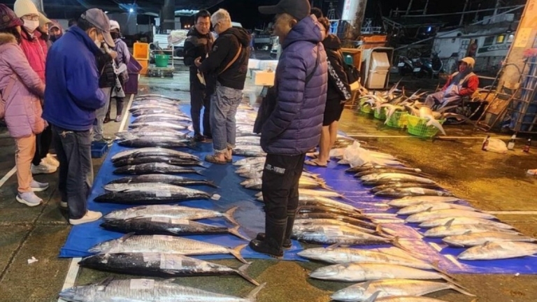 頂強風大浪出海 澎湖土魠魚豐收 拍賣市場引搶購