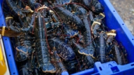 【國際聚焦】價值40萬美元龍蝦 運往Costco途中失竊