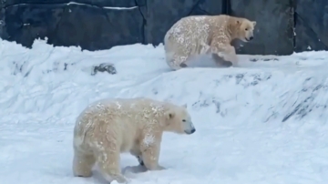 歐洲強降雪來襲 冬奧添保障 北極熊首次見雪