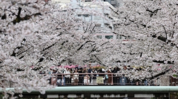 東京染井吉野櫻 有望3/21開花