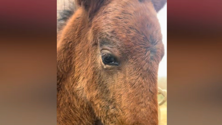 14天小馬聞亡母尾毛默默流淚 這一幕讓人心碎（視頻）