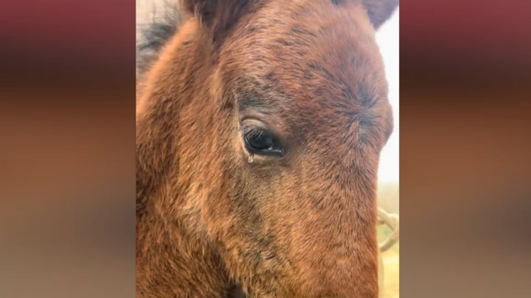 剛出生小馬聞亡母尾毛偷偷流淚 這一幕讓人心碎（視頻）
