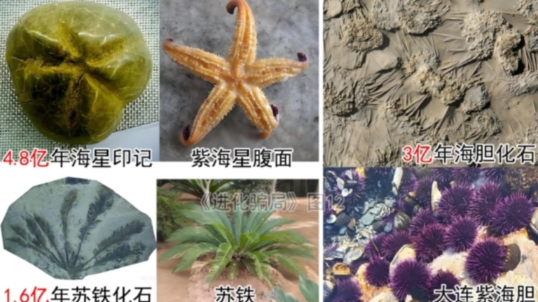 進化騙局(5) 誠實的「豬齒猿人」