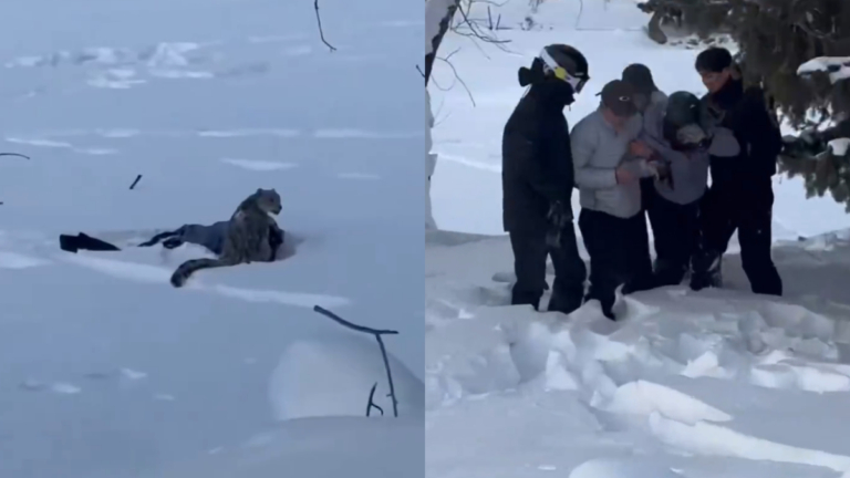 驚悚一幕！遊客在新疆遭雪豹咬傷（慎入）