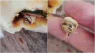 可怕！ 四川消費者包子裡吃出似牙齒異物