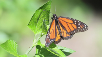 當善意遇上專業：拯救帝王蝶的神奇手術